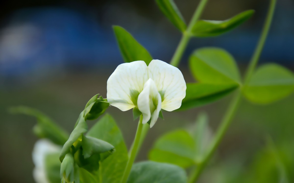十天后运势好到爆的星座,80后近期星座运势