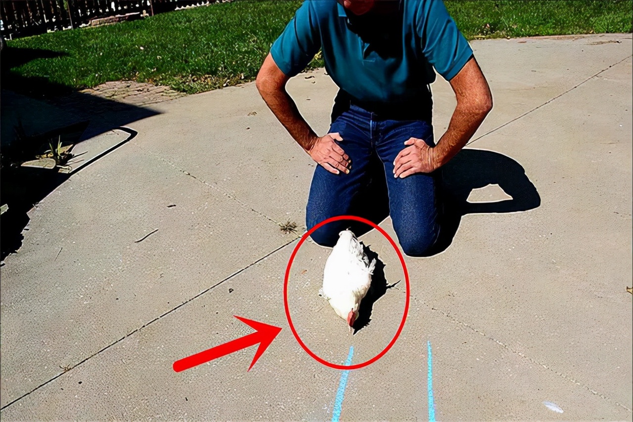 鸡的祖先是霸王龙？它为何每天都下蛋，细数鸡身上的“恐龙基因”