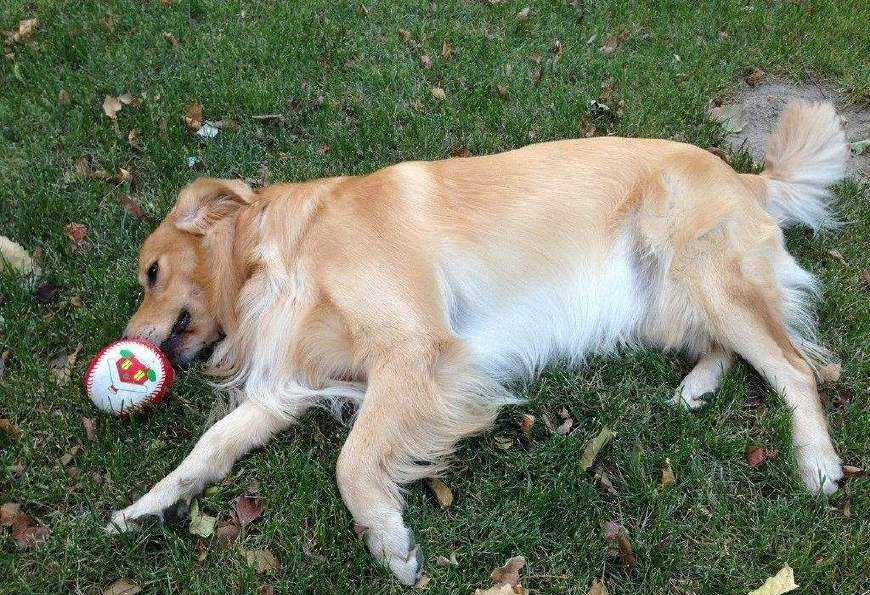 狗狗生命最后一刻为什么要躲起来,狗狗生命短暂是什么原因