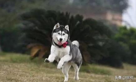 不同狗狗发情期的表现不一样，快来看看你家狗狗即将发情的样子。