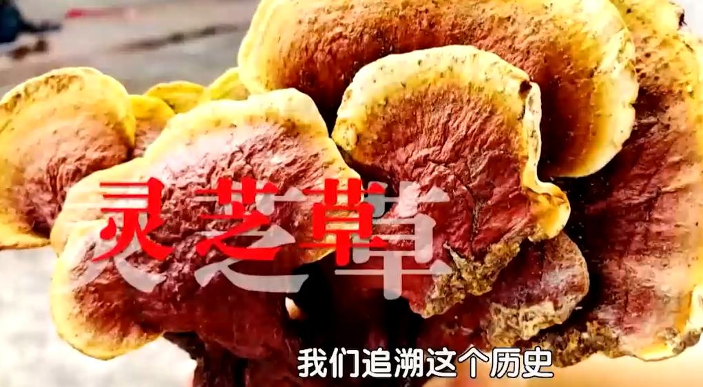 中药抗衰养生,中年男人必吃的十大抗衰中药