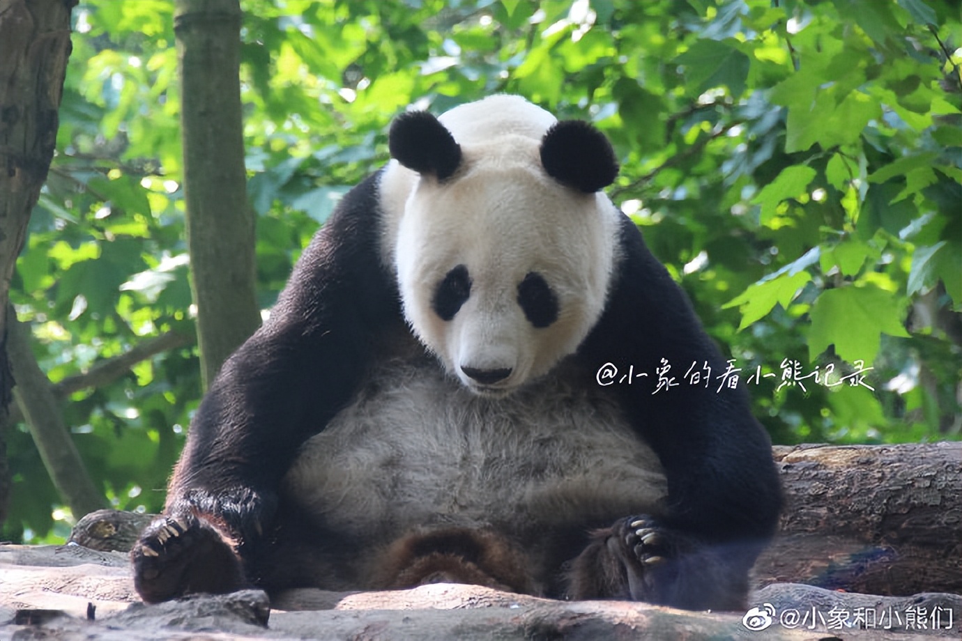 不高的高高和他不白的老婆白云——91年出生的童颜女神大熊猫白云