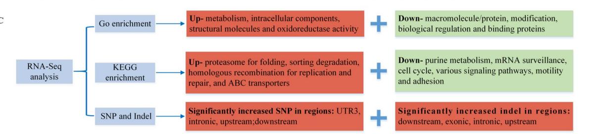毛滴虫性妇科炎症甲硝唑,治毛滴虫用甲硝唑好还是替硝唑好