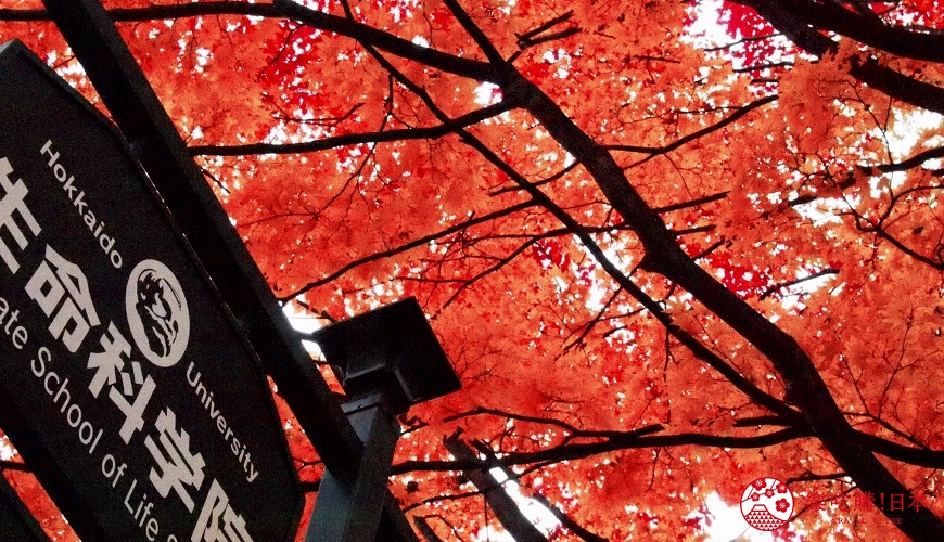 北海道的薰衣草花海在哪里,日本北海道薰衣草花海图片