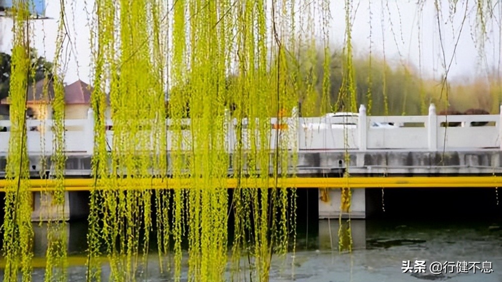 经典咏柳宋词,关于咏柳著名诗句及其赏析