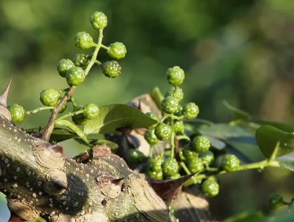 废旧物变废为宝加工,变废为宝致富商机