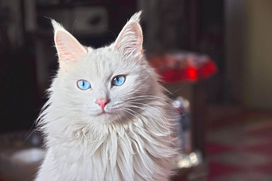 养猫首选这5种猫不仅忠诚还好养,养猫首选这8种猫