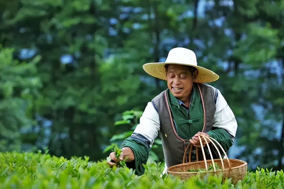 网上买茶和实体店买茶哪个好,网上买茶的正确方法和注意事项