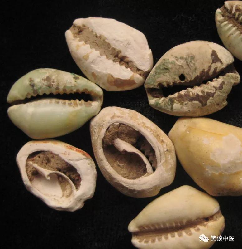 高血压要药：中药紫贝齿，曾比黄金值钱！缅怀杨大绮先生