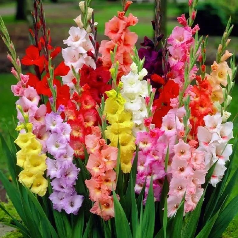 剑兰，锦绣山河，如花美剑｜花名册No.00179