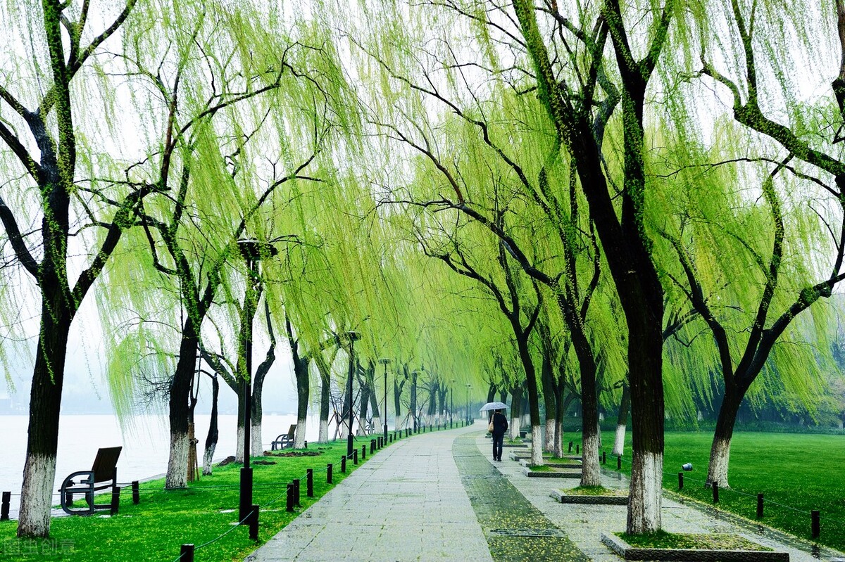 折柳寄情来自哪首古诗词,折柳寄深情