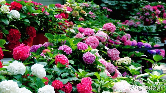 落英缤纷头条文章,落英缤纷芳草鲜美