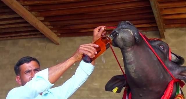 摩拉水牛卖价,摩拉水牛为什么这么便宜