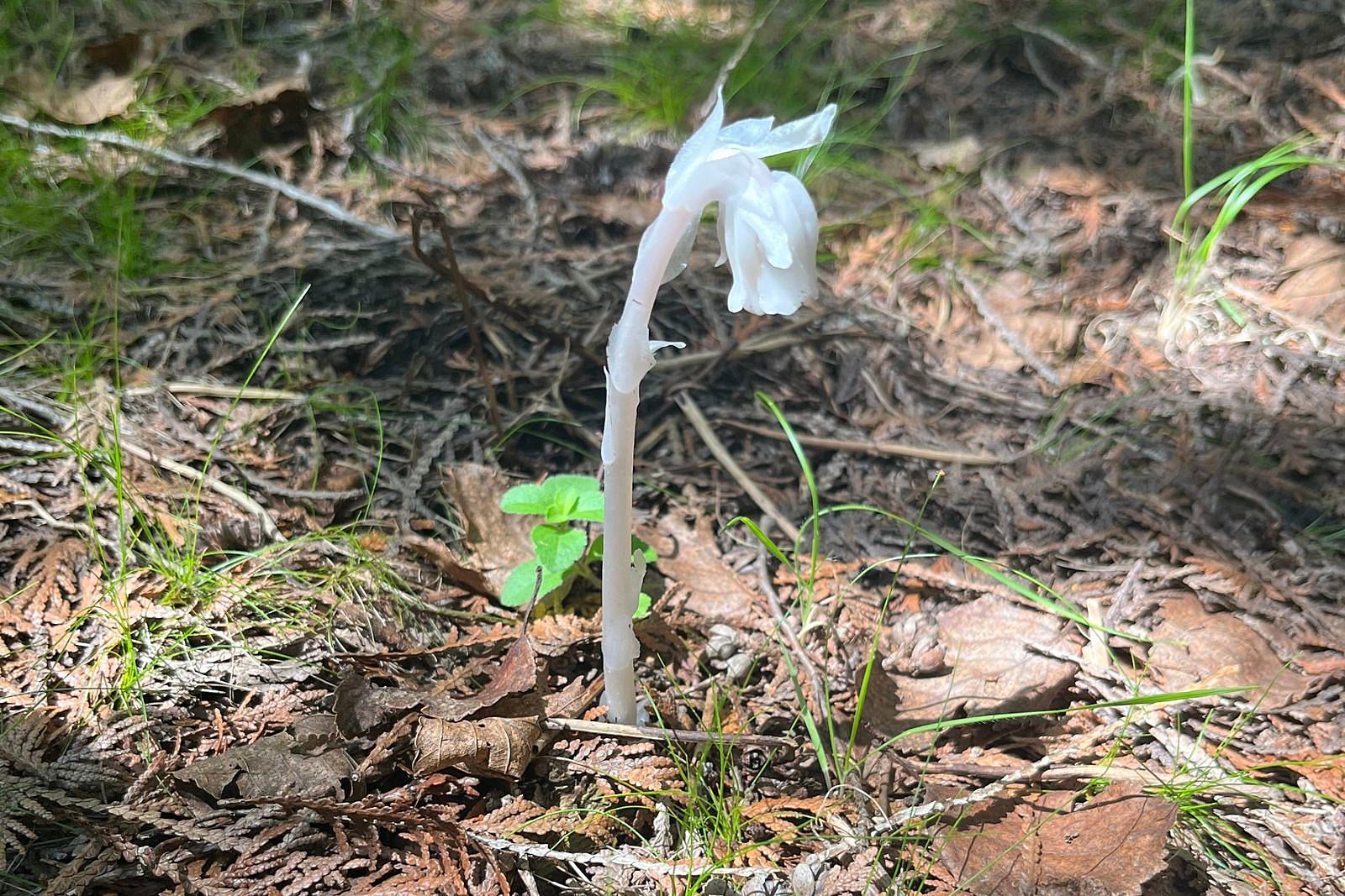 世界十大天价花卉，最贵的花多少钱