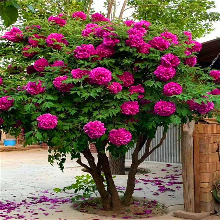 6种花旺财又养人,6种花养人又镇宅