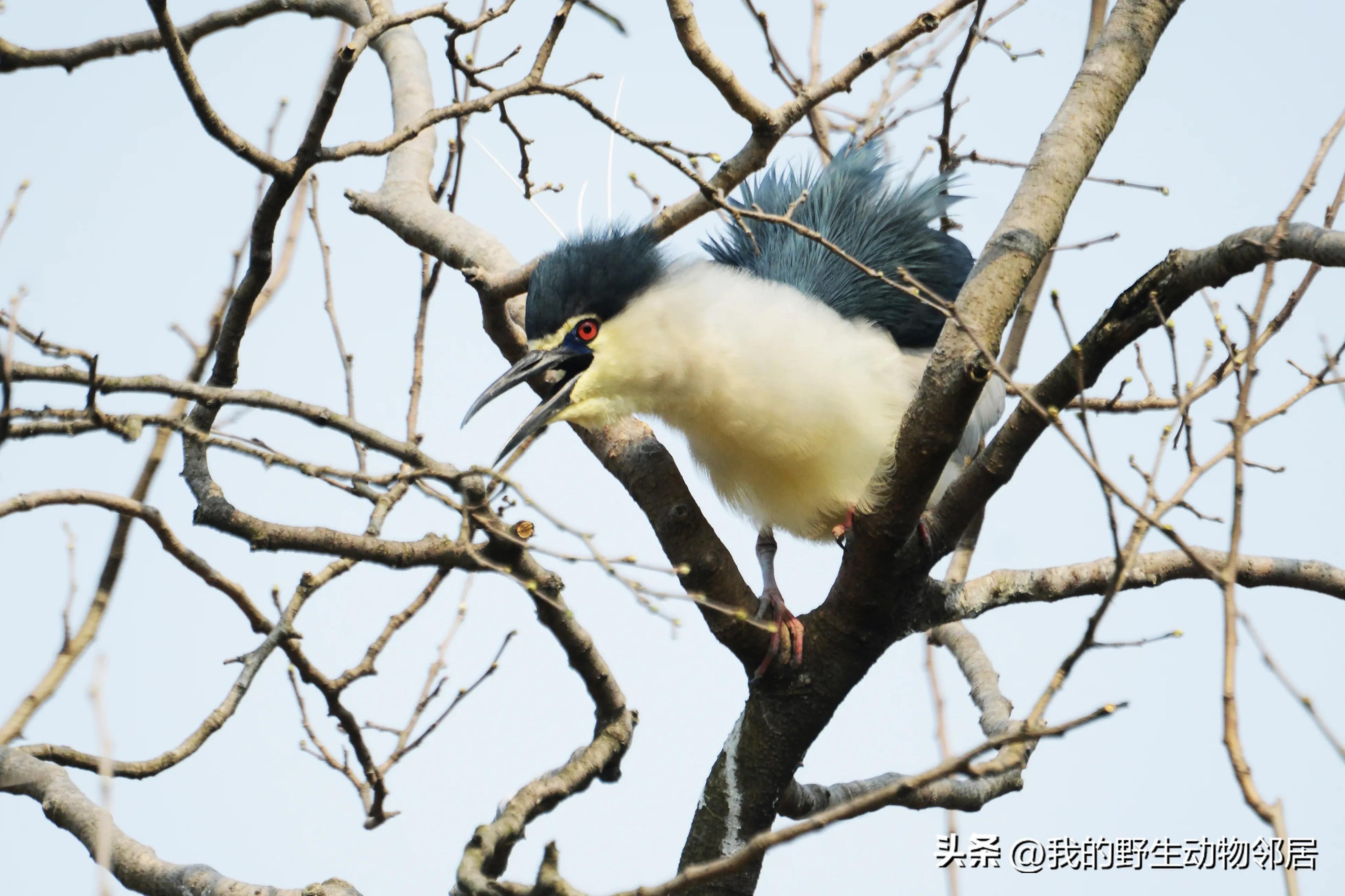 上海野生动物园百鸟园,上海野生鸟类种类有多少