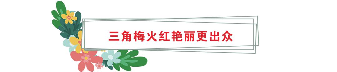 花卡特惠,新春钜惠不容错过