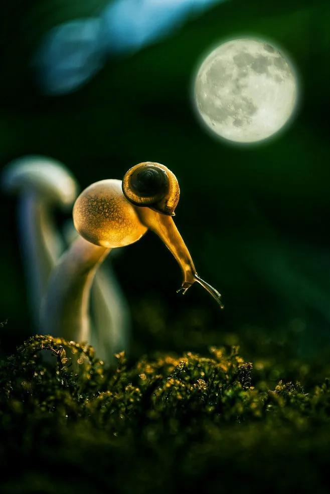 蜗牛高清壁纸4k全屏,蜗牛唯美动画壁纸