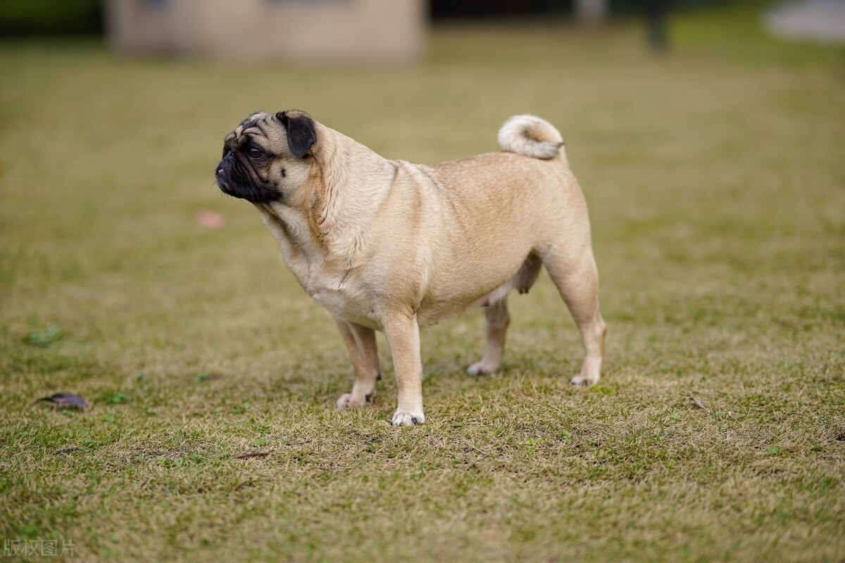 常见的宠物犬种品种有哪些,常见的宠物犬种类及图片大全