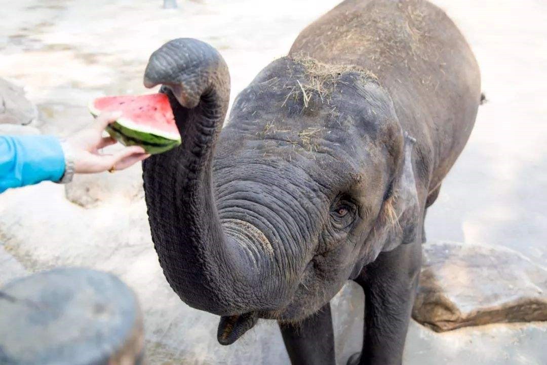 全球最聪明的十种动物,世界上最聪明的十种动物