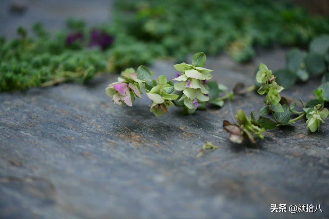 看到你的花园那么惨，我就安心了|园丁