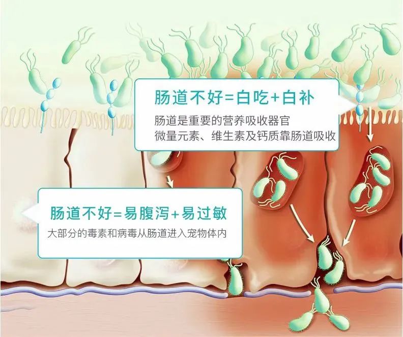 猫咪是近视吧,猫咪真的是近视眼吗