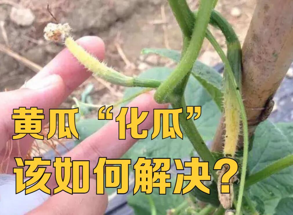 黄瓜的化瓜现象,黄瓜化瓜怎么办
