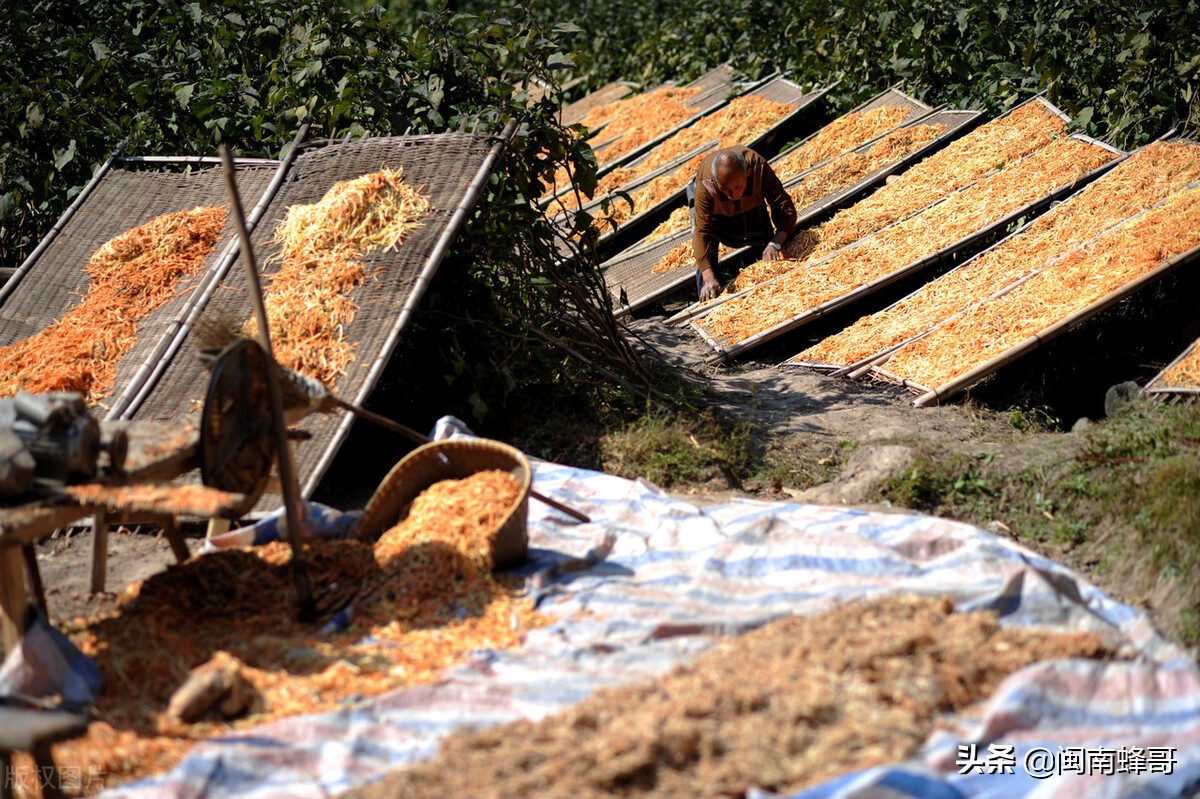 土鸡养殖项目推荐,投资小利润高农村养殖场