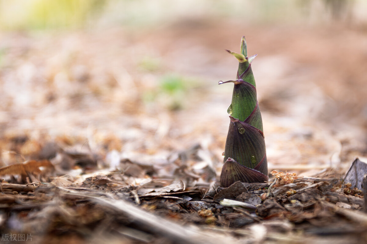 一首经典的写春天的古诗词,关于春天的古诗词有多少首