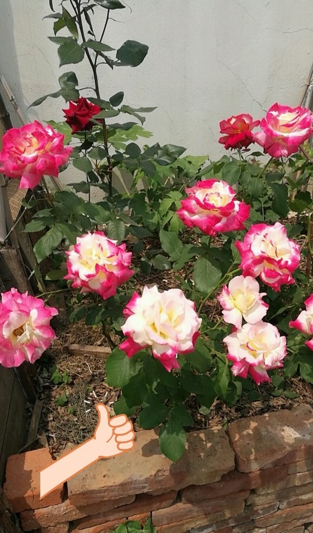 喜欢月季的好处,喜欢养花就要懂得赏花