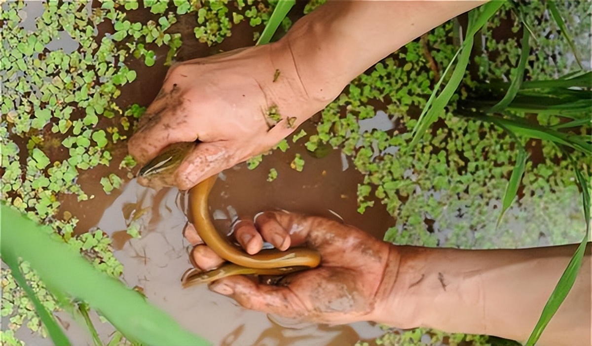 正在消失的河鲜图片,正在消失的河鲜排名