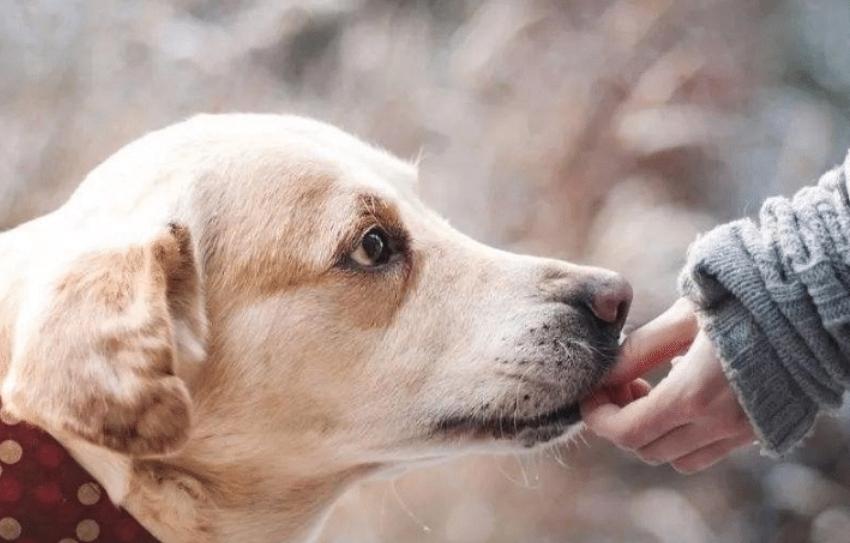 养宠营养饮食,狗狗钙片吃多了怎么办