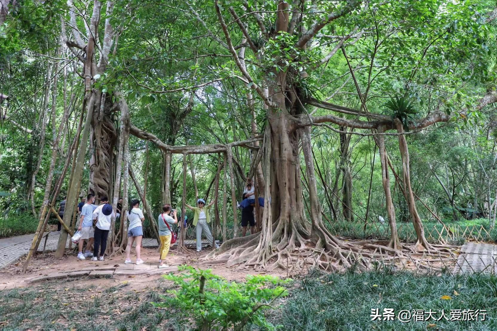 云南西双版纳热带植物园官网,西双版纳植物园全面讲解