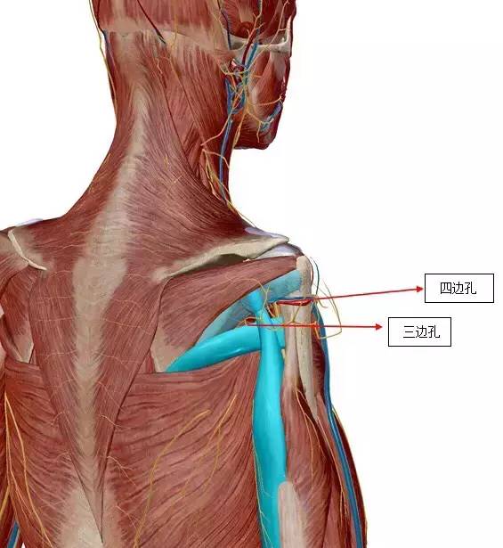 解剖基础知识,解剖基础知识教程60集
