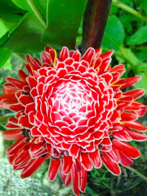 似火炬般的花朵，名字叫做火炬姜