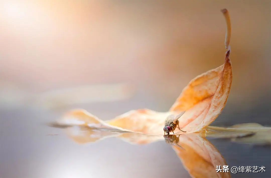 微距镜头之下的苍蝇,苍蝇微距拍摄