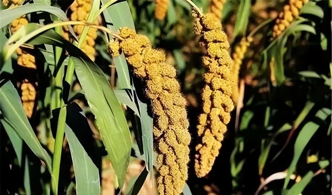 谷子的种植技术与管理课件,旱地谷子种植技术规范
