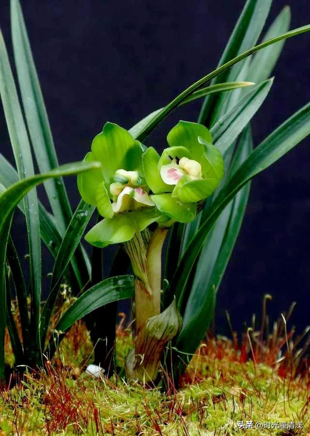 花中四君子之一兰花,兰花花草欣赏