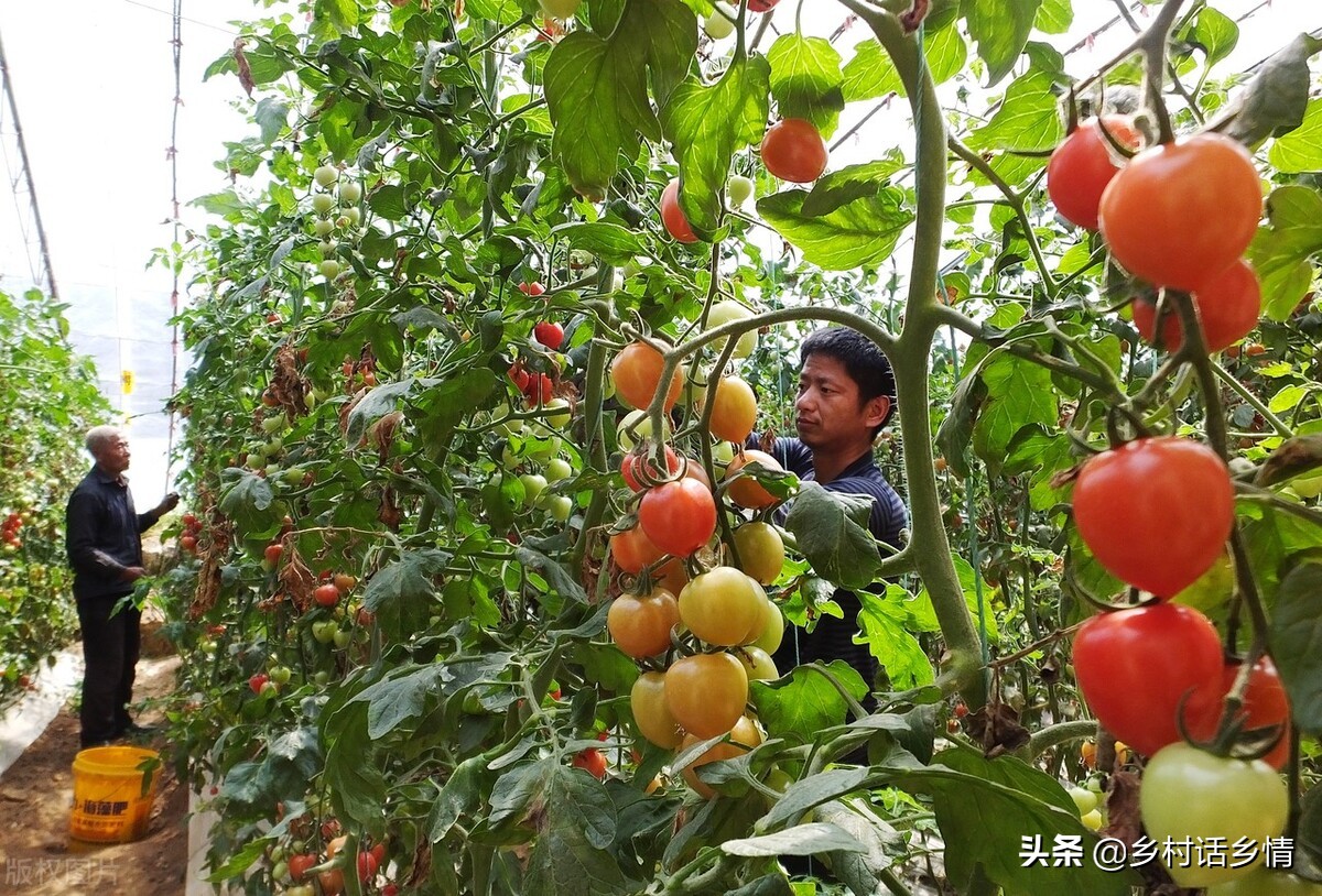 西红柿卷叶怎么治视频,西红柿卷叶一招解决