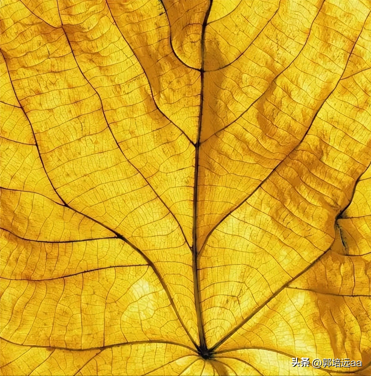 一小伙卖树叶一天挣12000,贵州女子巧用树叶赚大钱