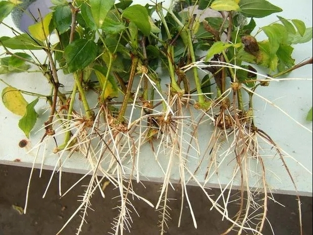 植物营养液通用型生根粉,生根粉植物生长调节剂