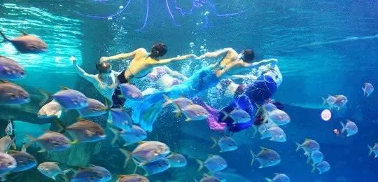 欧乐堡海洋极地公园攻略,欧乐堡最全游玩攻略请收好