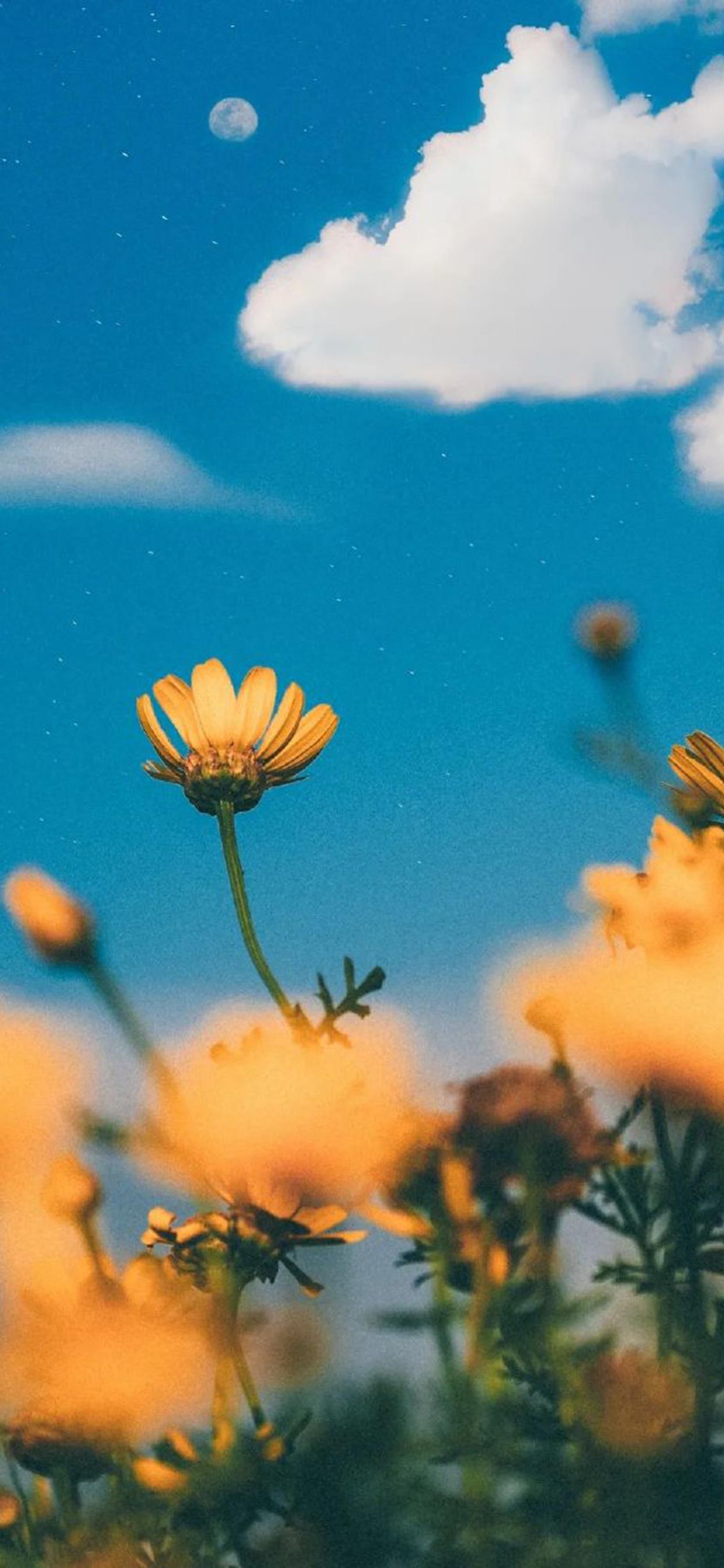 精选优质高清手机壁纸第十七期,好看的手机壁纸分享第二弹