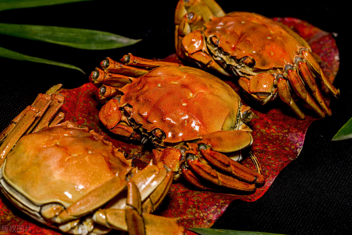 螃蟹钳子夹断技巧,螃蟹夹子是怎么夹住东西