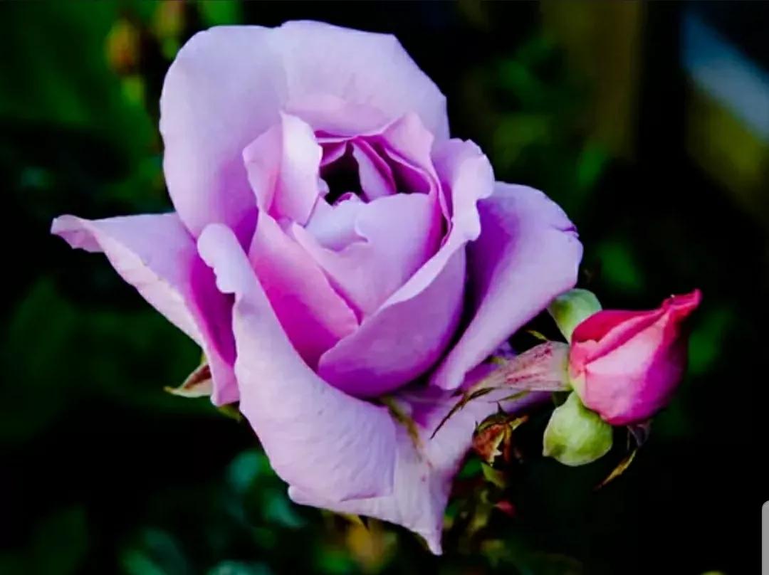 月季玫瑰蔷薇三姐妹的区别,月季蔷薇和玫瑰哪个更好看