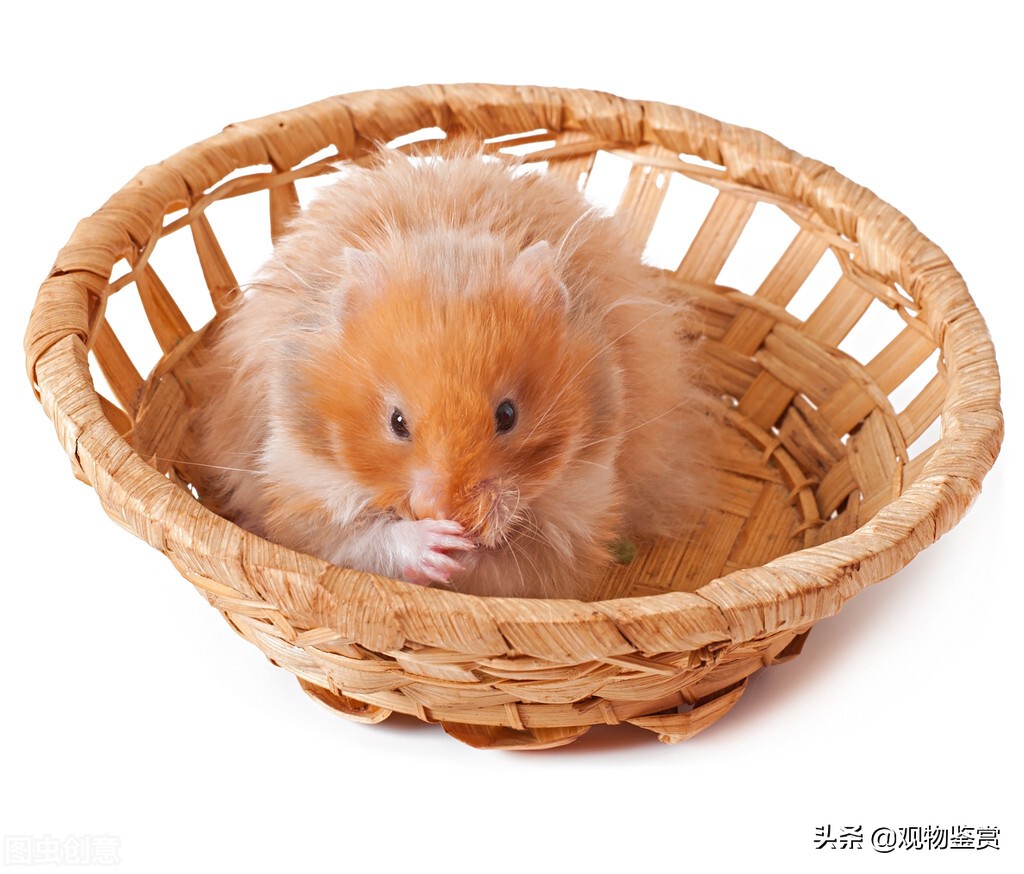 仓鼠生小宝宝后怎么养,公仓鼠和母仓鼠怎么共同饲养