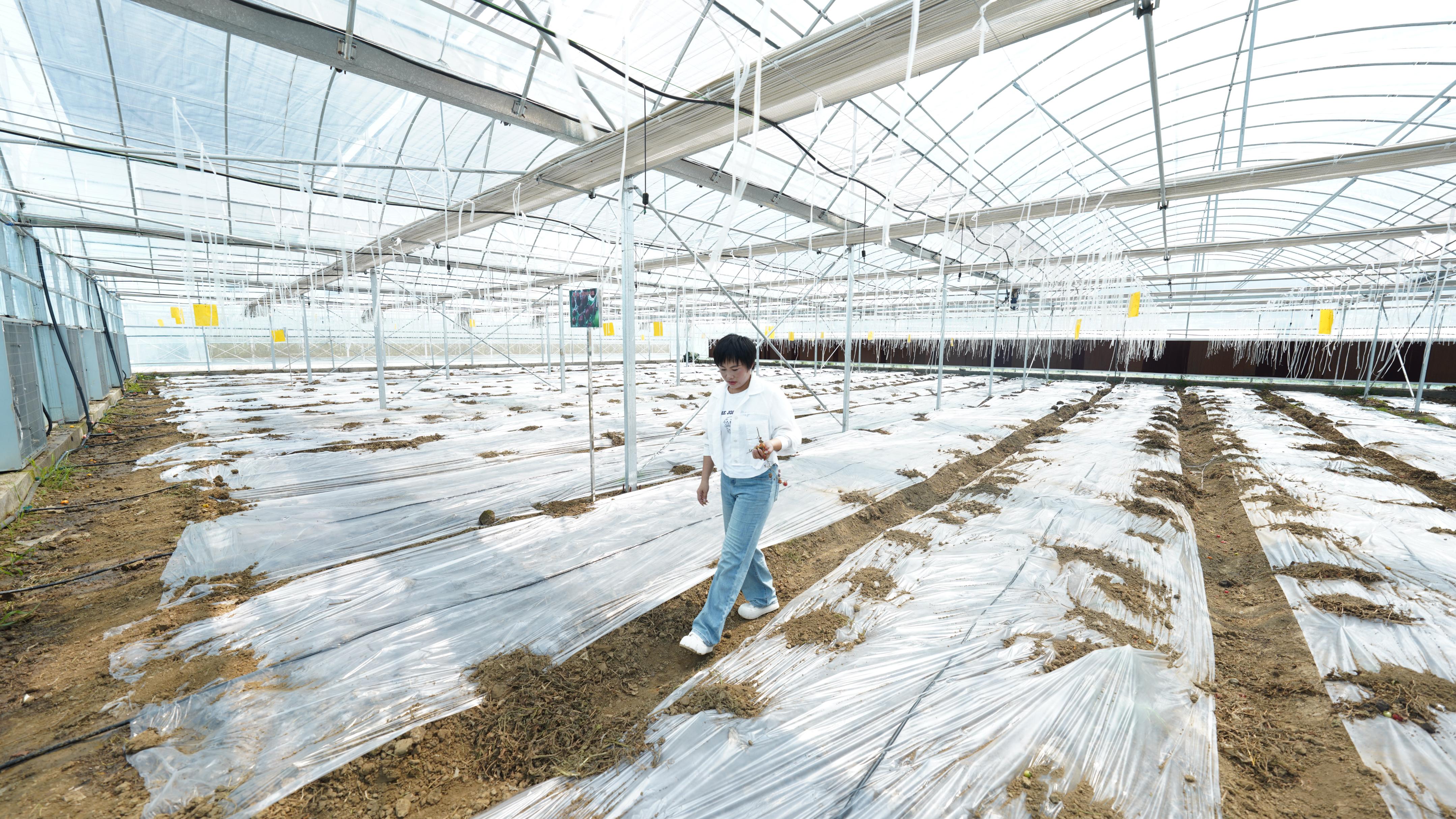 走近土专家|“藜蒿女王”聚焦中高端市场，扎根泥土实现千万年产值
