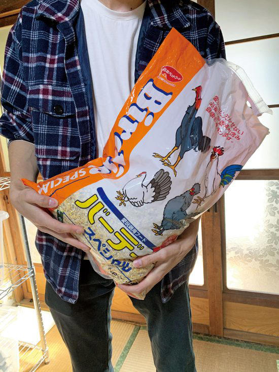 日本蟑螂有多大,日本蟑螂多少钱