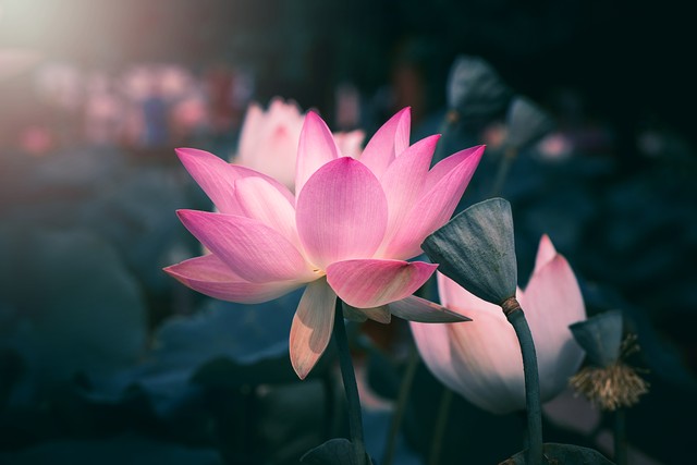 莲花峰下建爱莲池，爱莲堂里写《爱莲说》