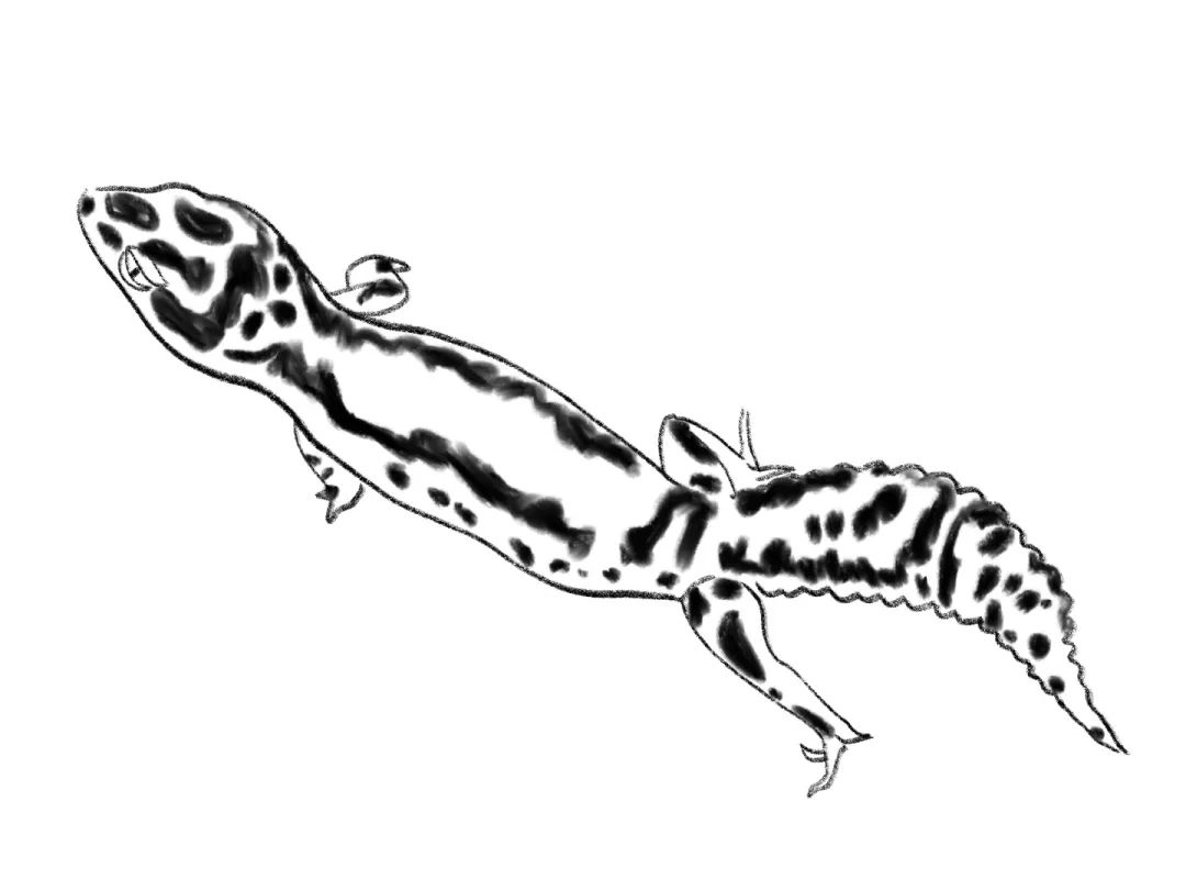 疫情与那些养爬行动物的人